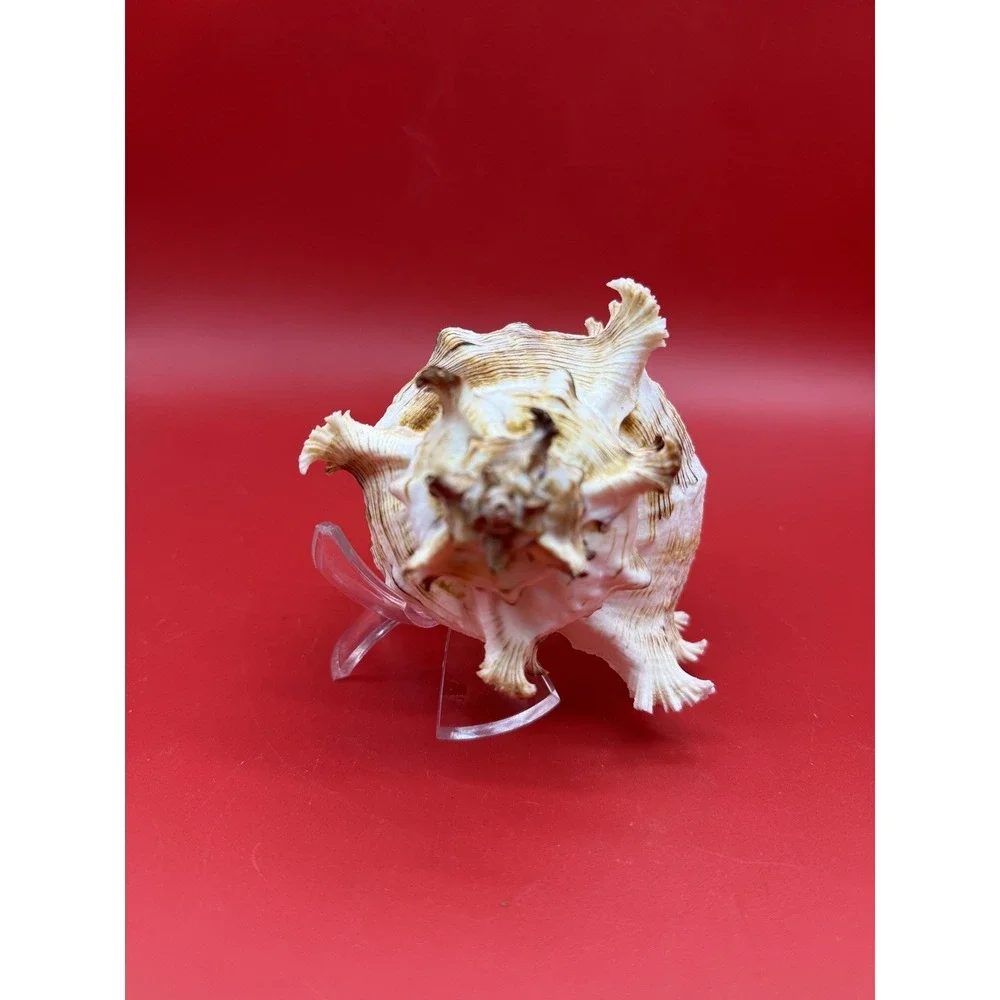 Chicoreus ramosus Ramose Murex (or branched Murex) Sea Snail Shell 6.5